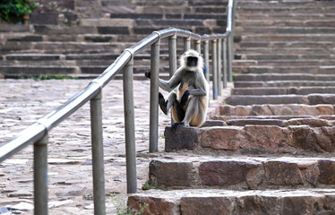 a monkey sitting on top of mountain steps
