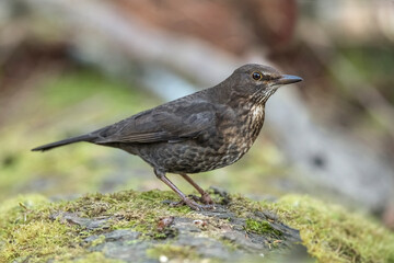Blackbird, female,