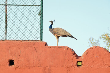 Peafowl is a common name for three bird species in the genera Pavo and Afropavo of the family Phasianidae, the pheasants and their allies. Male