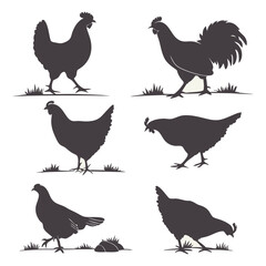 Chickens Vector silhouettes Set
