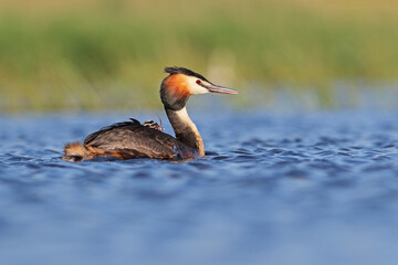 Perkoz dwuczuby (Podiceps cristatus), great crested grebe