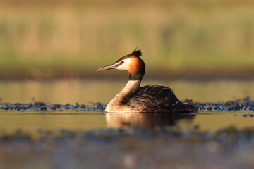 Perkoz dwuczuby (Podiceps cristatus), great crested grebe © Bartosz Rakoczy