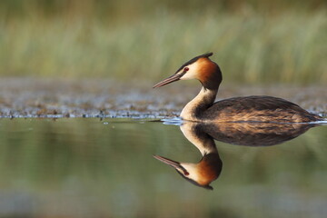 Perkoz dwuczuby (Podiceps cristatus), great crested grebe © Bartosz Rakoczy