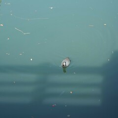 水に浮いているオオバン
