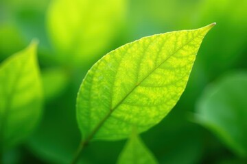 Delicate, light yellow-green leaves, close-up detail, yellow, leaves