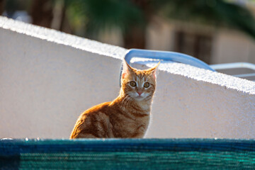 Young ginger tabby cat on a sunny terrace in Paphos, Cyprus