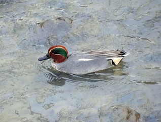 Green-winged teal on a river in Romania
