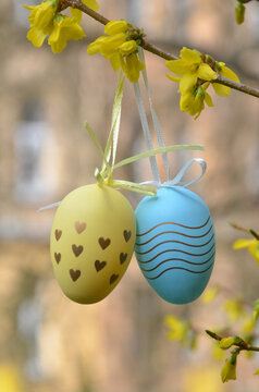 blue and yellow  decorative easter eggs with handdrawing ornament on yellow blooming forzithia branch. Easter greting , Easter decoration concept. Free copy space.