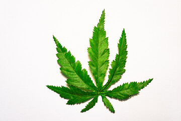 Plastic Cannabis leaf to stick on a window or wall. Space for copy.