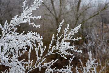 Hard rime or hoarfrost on a bush forms a beautiful pattern