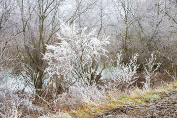 Rime ice or hoarfrost on bushes after a cold misty night