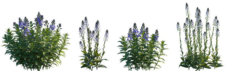 Set of frontal Veronica teucrium and Veronica gentianoides isolated png on a transparent background...