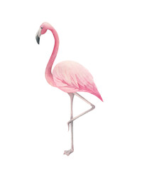 Watercolor single flamingo. Hand drawn isolated illustration on white background