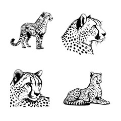 cheetah