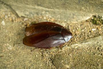 big cockroach on the ground