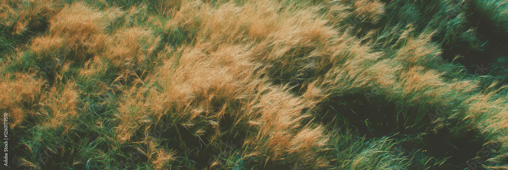 Aufkleber dry texture of short clipped grass with soft shadows from a top view perspective