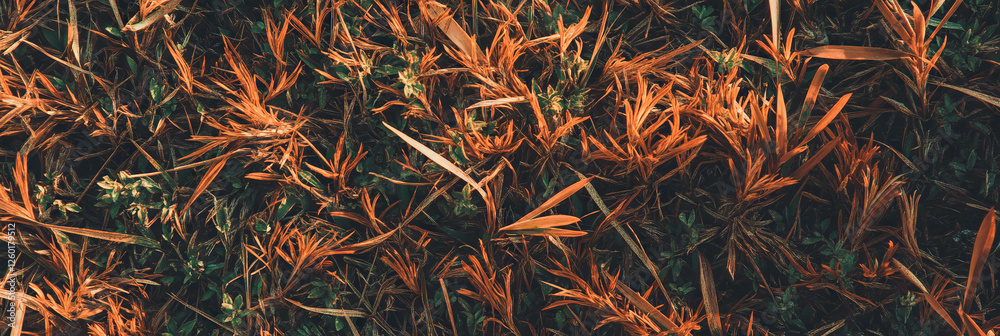 Poster Texture of short clipped grass showing dry appearance and soft shadows from a top view perspective