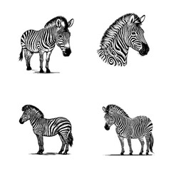 zebra