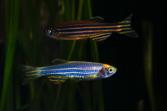 Two zebrafish, Danio rerio. in planted aquarium