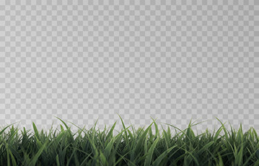 Vector grass, lawn. Grasses png, lawn png. Young green grass. Grass border, vector illustration.