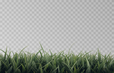 Vector grass, lawn. Grasses png, lawn png. Young green grass. Grass border, vector illustration.