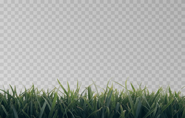 Vector grass, lawn. Grasses png, lawn png. Young green grass. Grass border, vector illustration.
