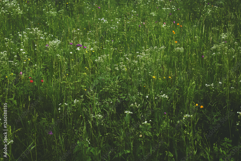 Poster varied green meadow with diverse textures and colorful patches against a dark background