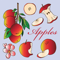 red apples pink flowers half apple bitten apple bunch of apples  on the branch of a tree packaging design templates style vector illustration set on light violet background