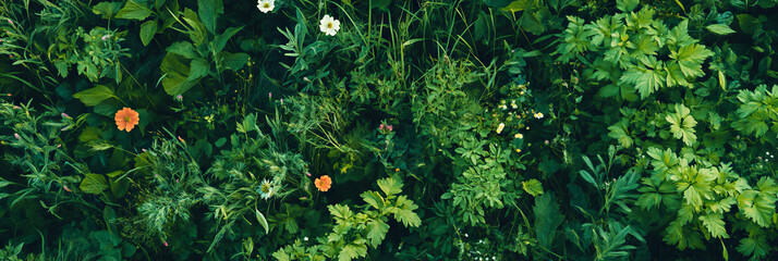 Varied meadow filled with wildflowers and grasses viewed from above