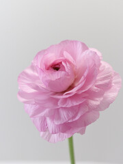 ピンク色のラナンキュラス