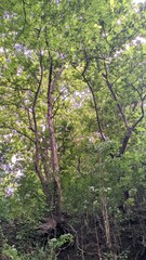 shady trees in the jungle