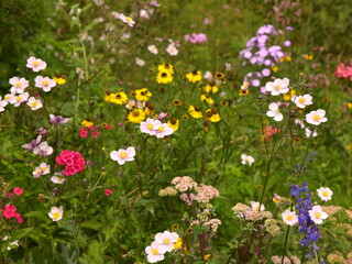 Fototapeta premium Flowers mix with anemone flowers. Summer garden.