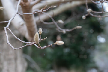 コブシの花芽　冬の風景01