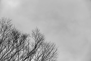 冬の曇り空と葉の落ちた木々モノクローム02