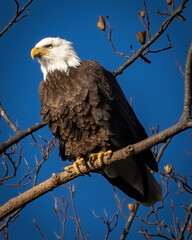 Bald Eagle on a perch