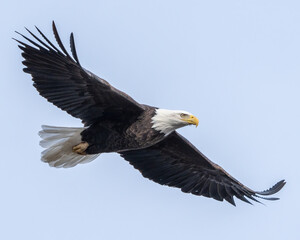 Bald Eagle in flight