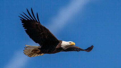 Bald Eagles in flight