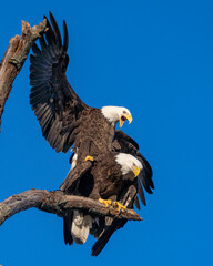 Bald Eagles Mating 