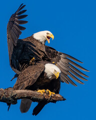 Bald Eagles Mating 