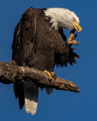 Bald Eagle on a perch