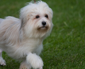 Lowchen close-up with green grass background