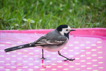 Selective focus photo. White wagtail bird, Motacilla alba.