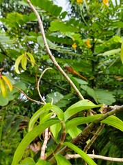 Orange Dragonfly on stem
