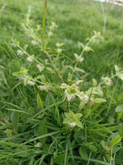 Stachys arvensis, growing in the middle of green grass
