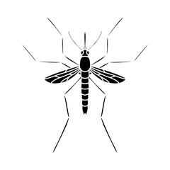 Mosquito isolated on white background. Black and white illustration.