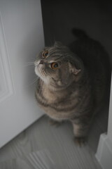 Scottish fold cat.
A breed of domestic cat with characteristic ears that are curved forward and downward, which is caused by the action of a dominant gene that arose as a result of a natural mutation 