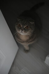 Scottish fold cat.
A breed of domestic cat with characteristic ears that are curved forward and downward, which is caused by the action of a dominant gene that arose as a result of a natural mutation 