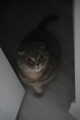 Scottish fold cat.
A breed of domestic cat with characteristic ears that are curved forward and downward, which is caused by the action of a dominant gene that arose as a result of a natural mutation 