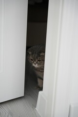 Scottish fold cat.
A breed of domestic cat with characteristic ears that are curved forward and downward, which is caused by the action of a dominant gene that arose as a result of a natural mutation 