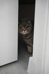 Scottish fold cat.
A breed of domestic cat with characteristic ears that are curved forward and downward, which is caused by the action of a dominant gene that arose as a result of a natural mutation 